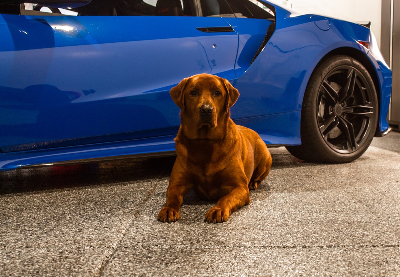 A dog lying on a coated garage floor next to a blue sports car.